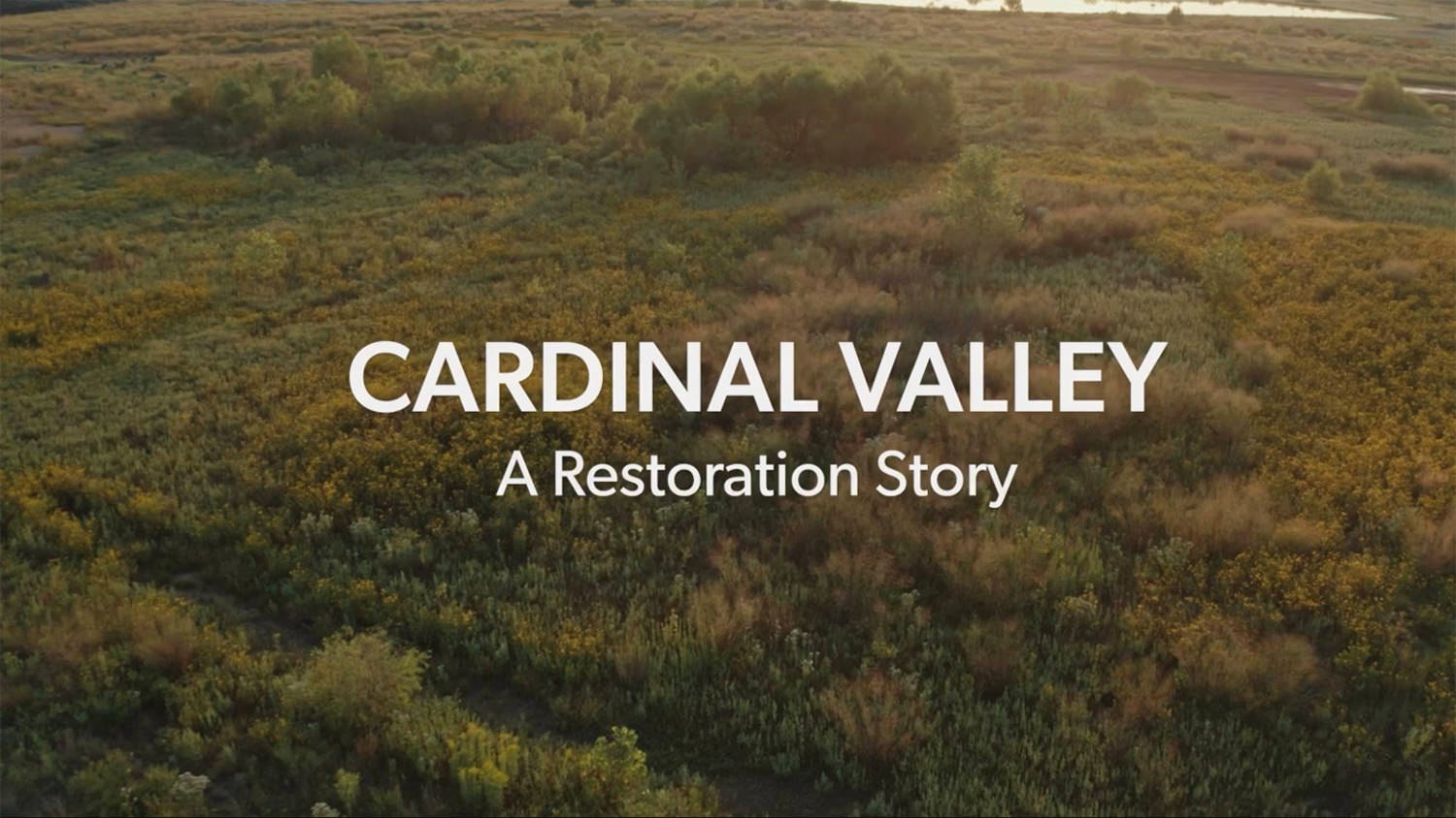 Aerial view of a shrub-filled meadow with yellow wildflowers, overlaid with the title 'CARDINAL VALLEY A Restoration Story'.