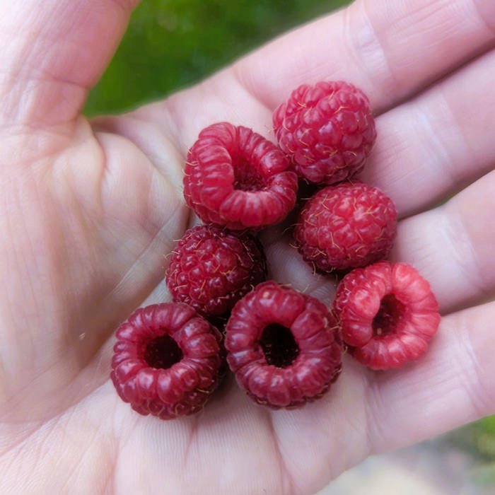 Fresh raspberries held in an open palm indoors or outdoors, ripe and red.