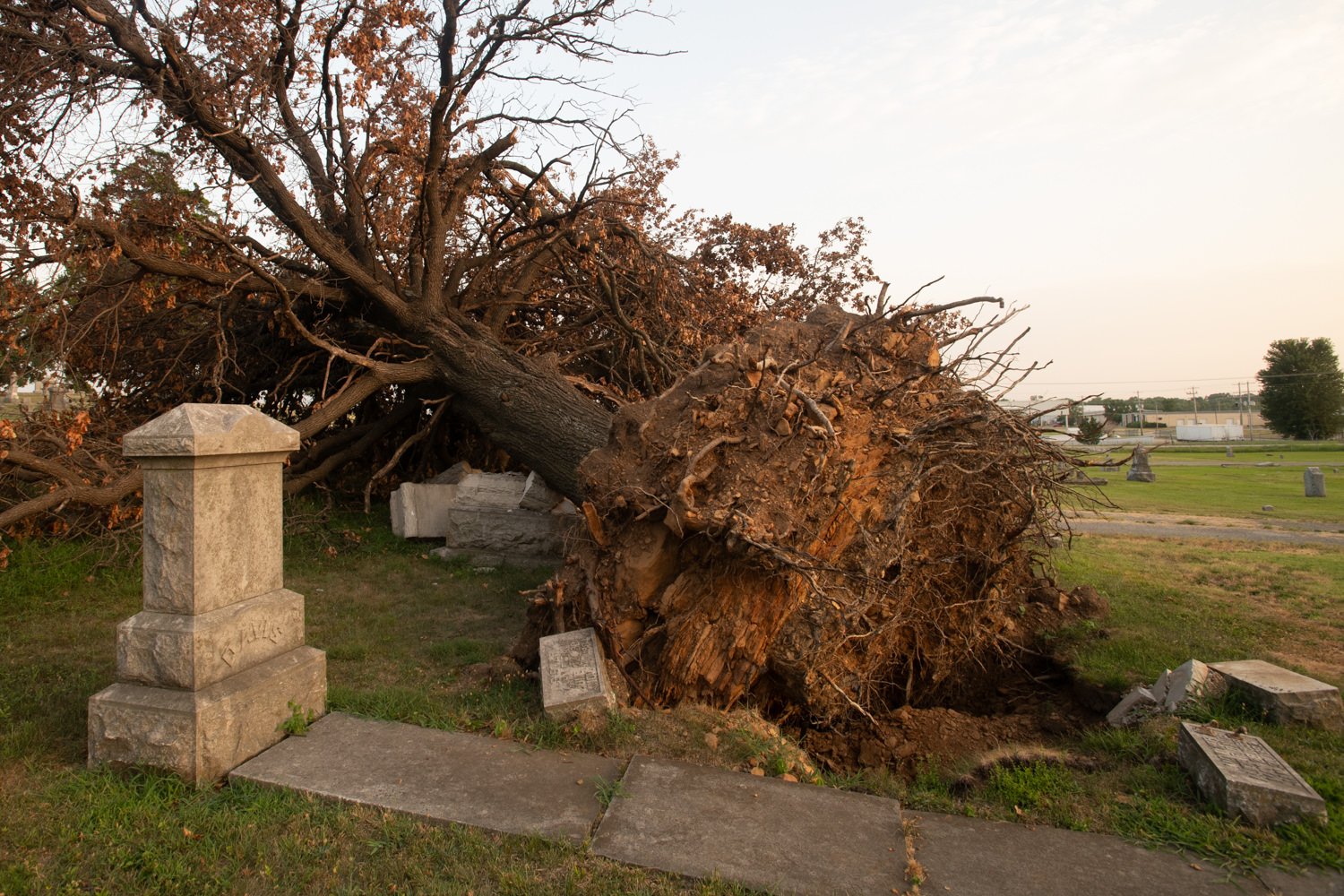 A large uprooted tree lies across a cemetery, with toppled headstones and a broken path nearby.