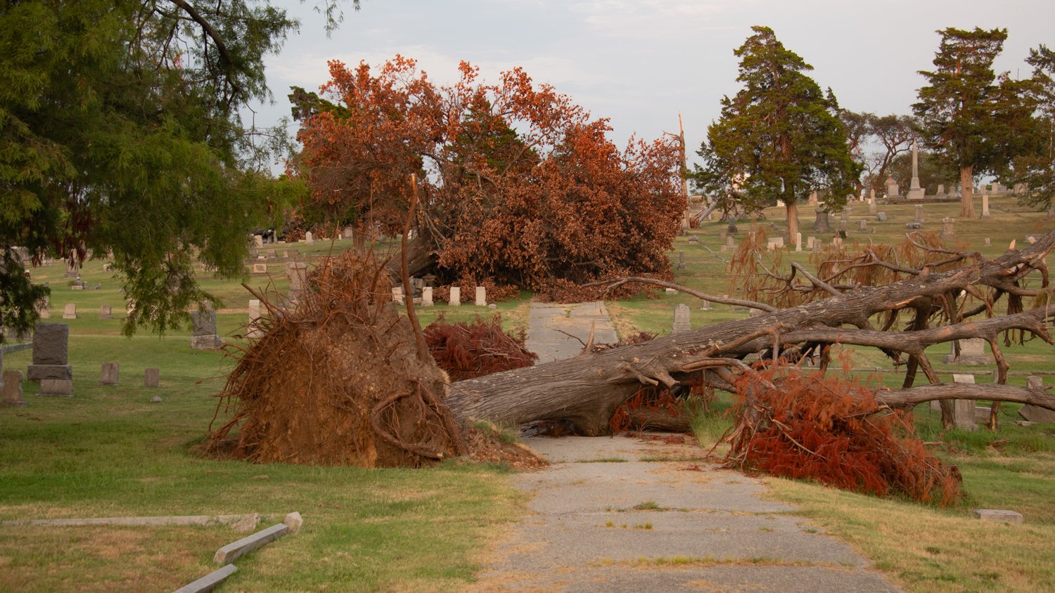 A large fallen tree blocks a gravel path in a cemetery, with exposed roots and scattered brown foliage, headstones in the background.