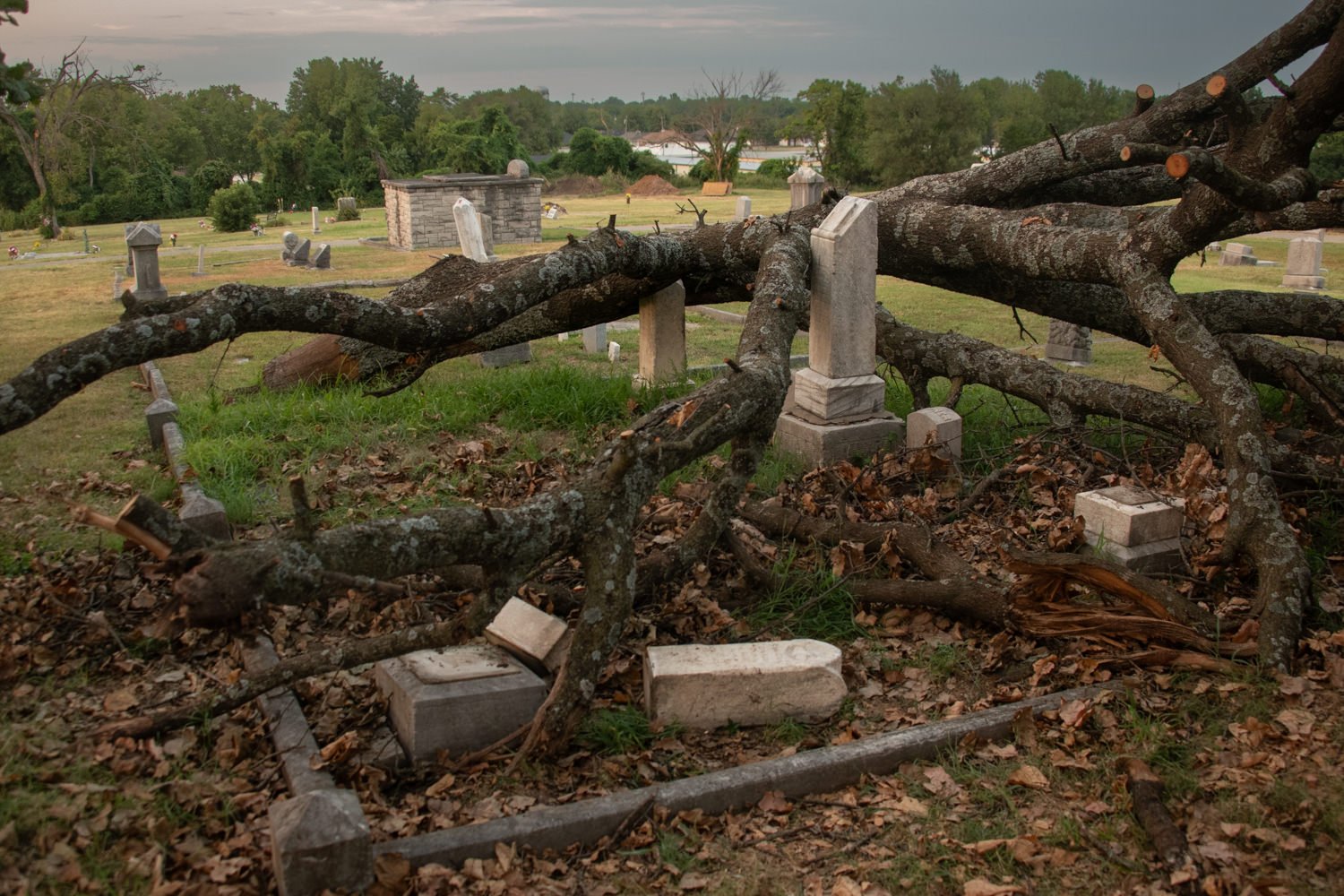 A fallen, moss-dusted tree lays across weathered gravestones in a grassy cemetery, leaves scattered around the tombs.