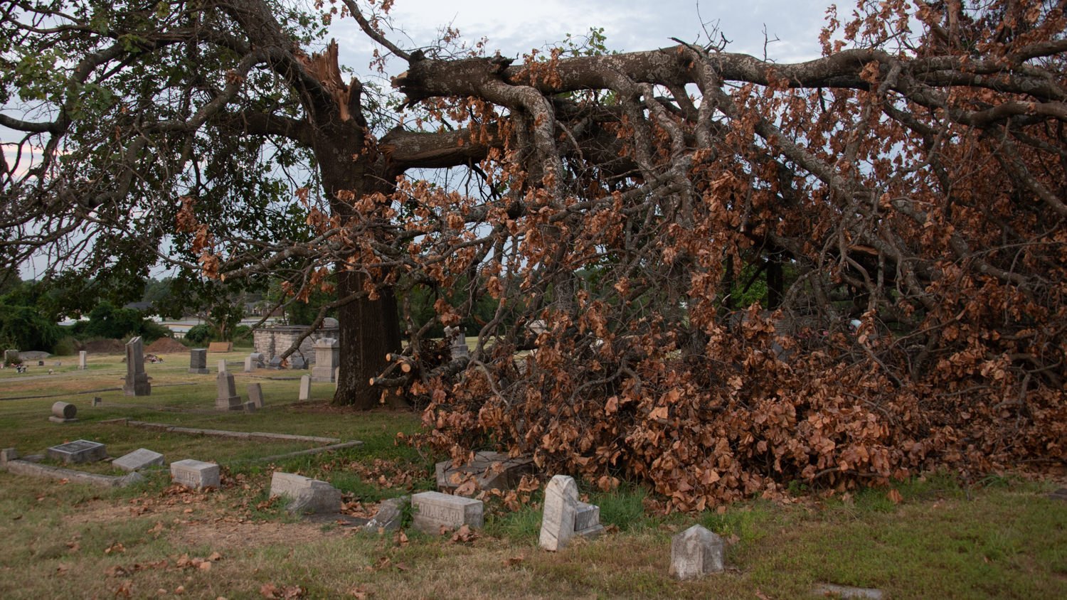 A fallen tree dominates a cemetery, its branches draping over weathered headstones and brown autumn leaves on the ground.