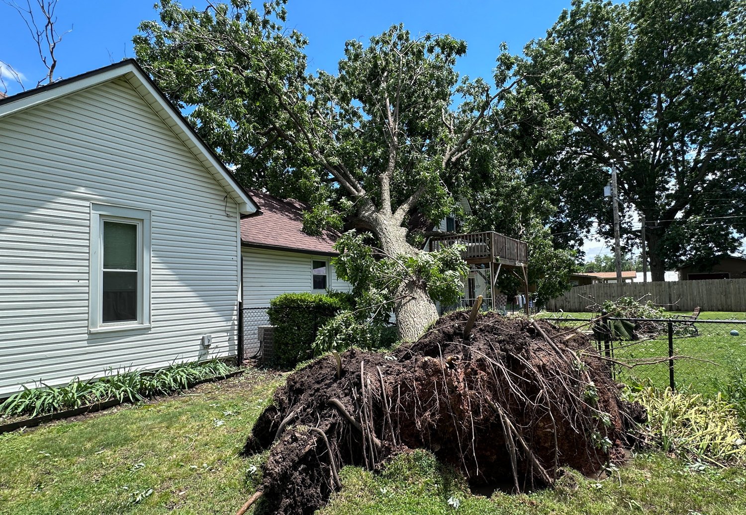 Massive tree uprooted in a suburban backyard, root ball exposed and soil piled up, beside a white house and fence.